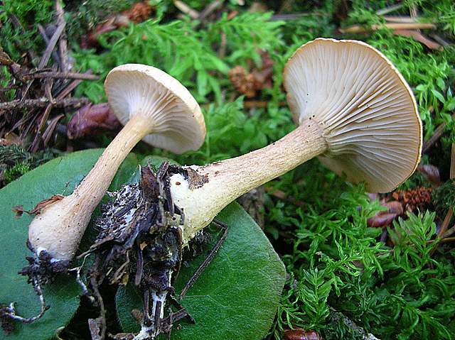 La Flora fungina negli aspetti microclimatici subtropicali